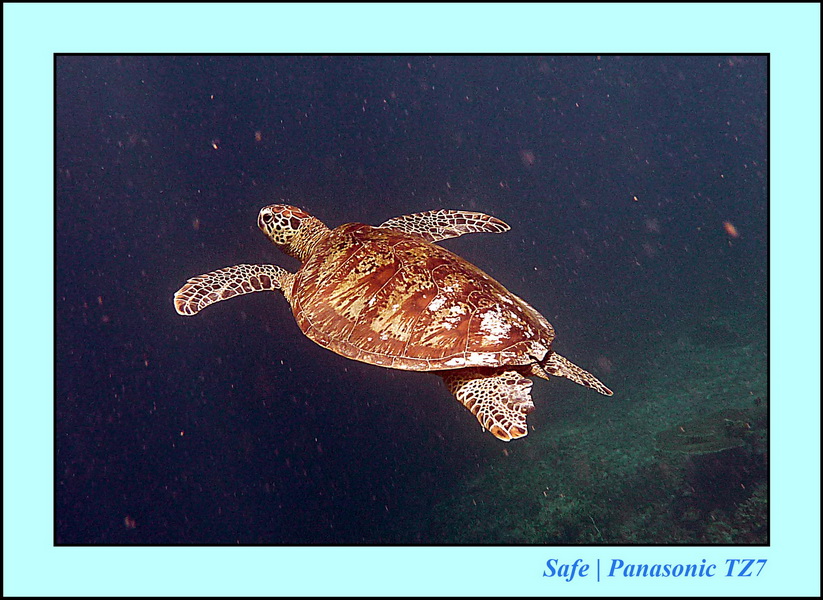 2011 - 08 - Borneo - Sipadan 010